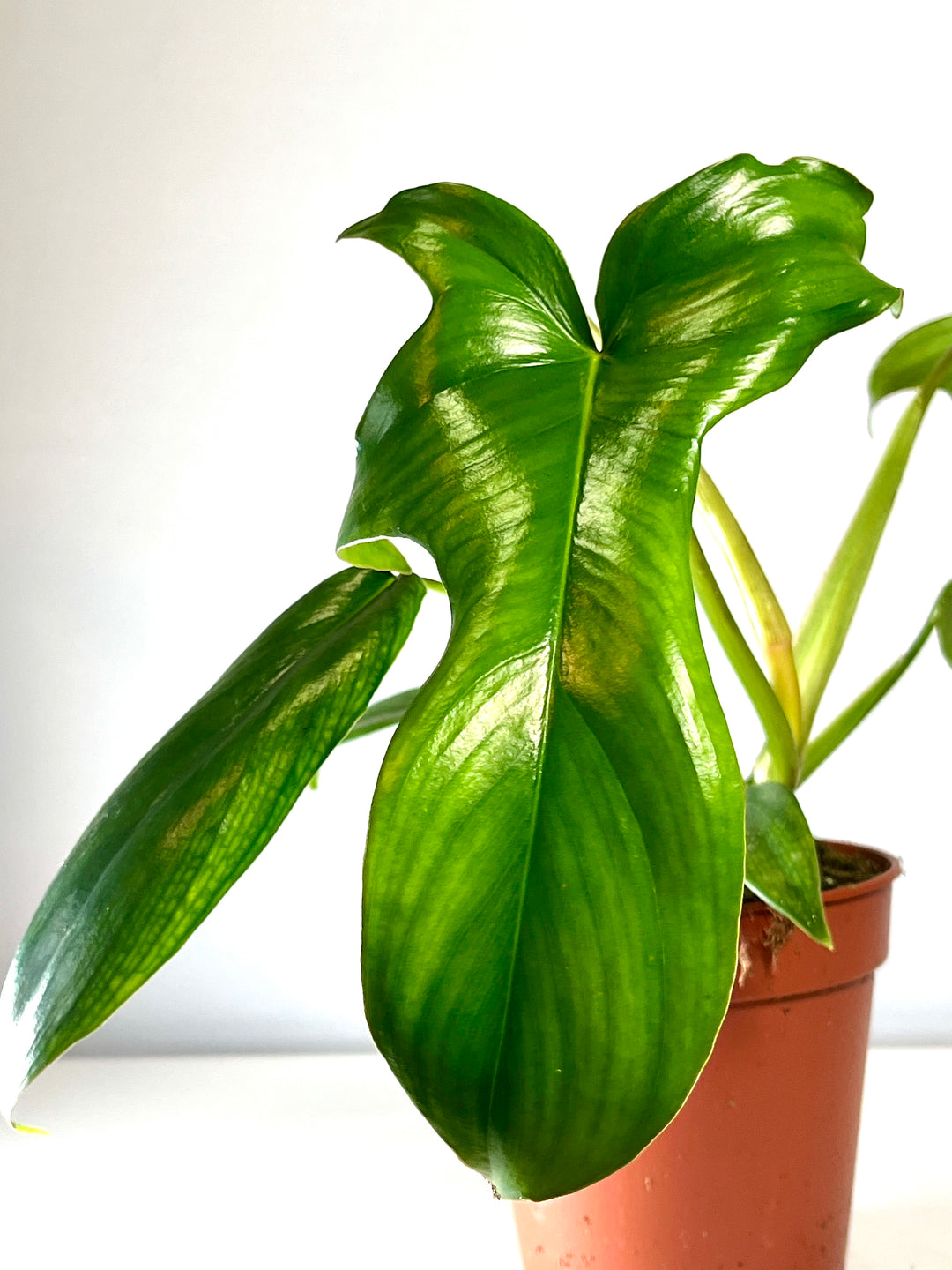 Philodendron pedatum 'Glad hands' aka quercifolium