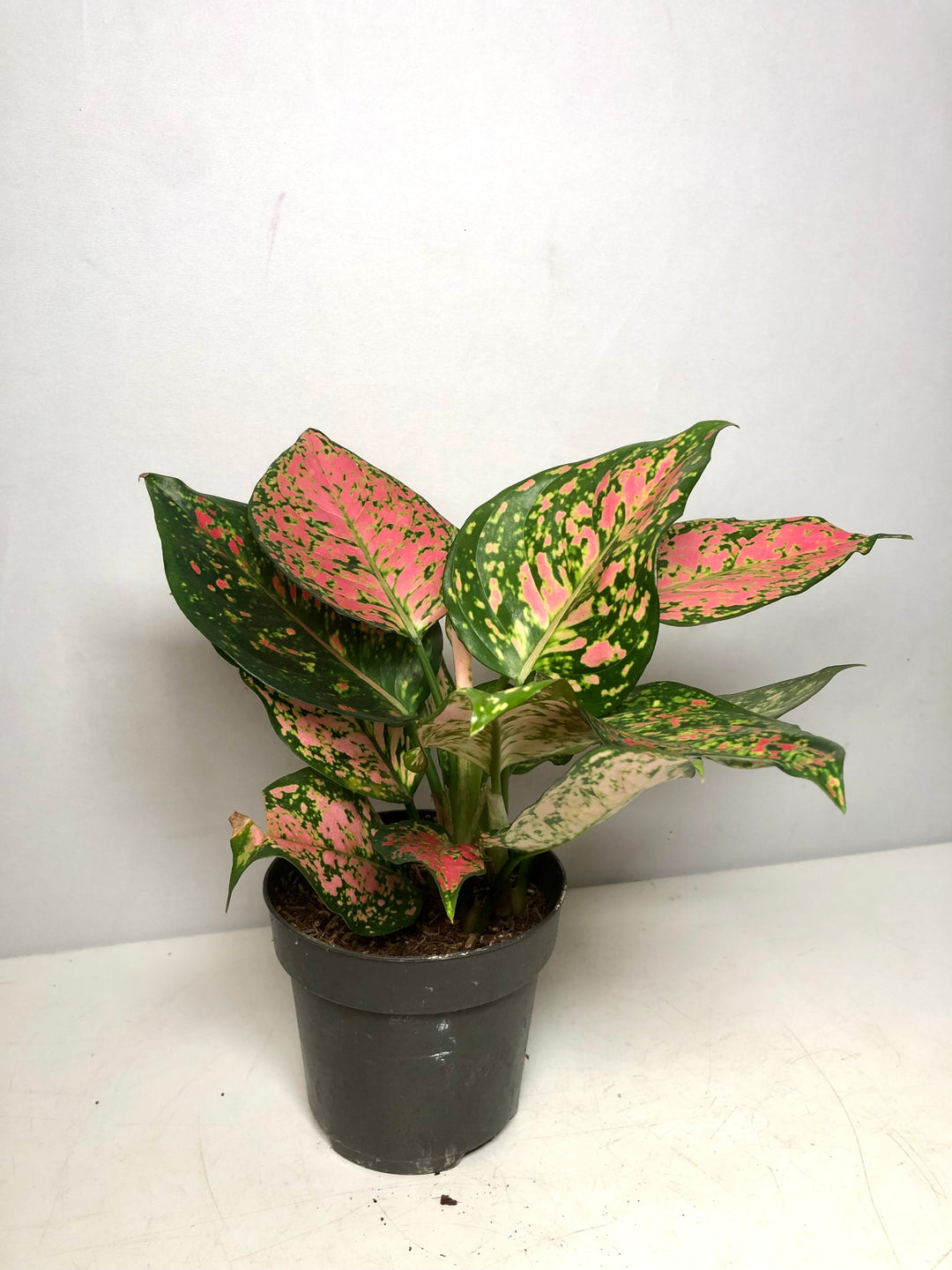 Aglaonema Crimson Love