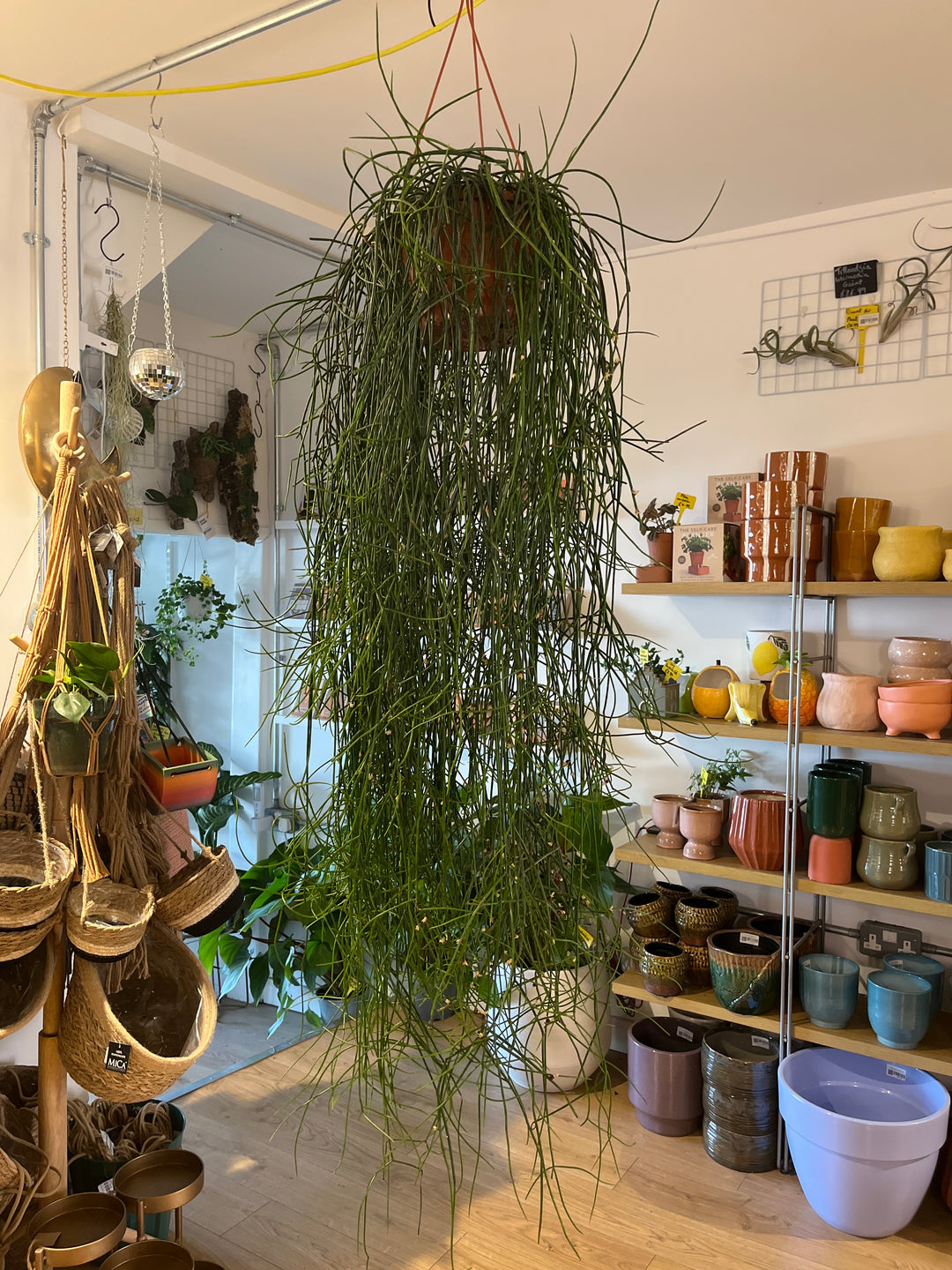 Rhipsalis Floccosa XXL
