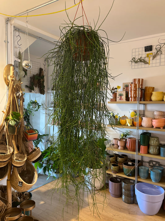 Rhipsalis Floccosa XXL