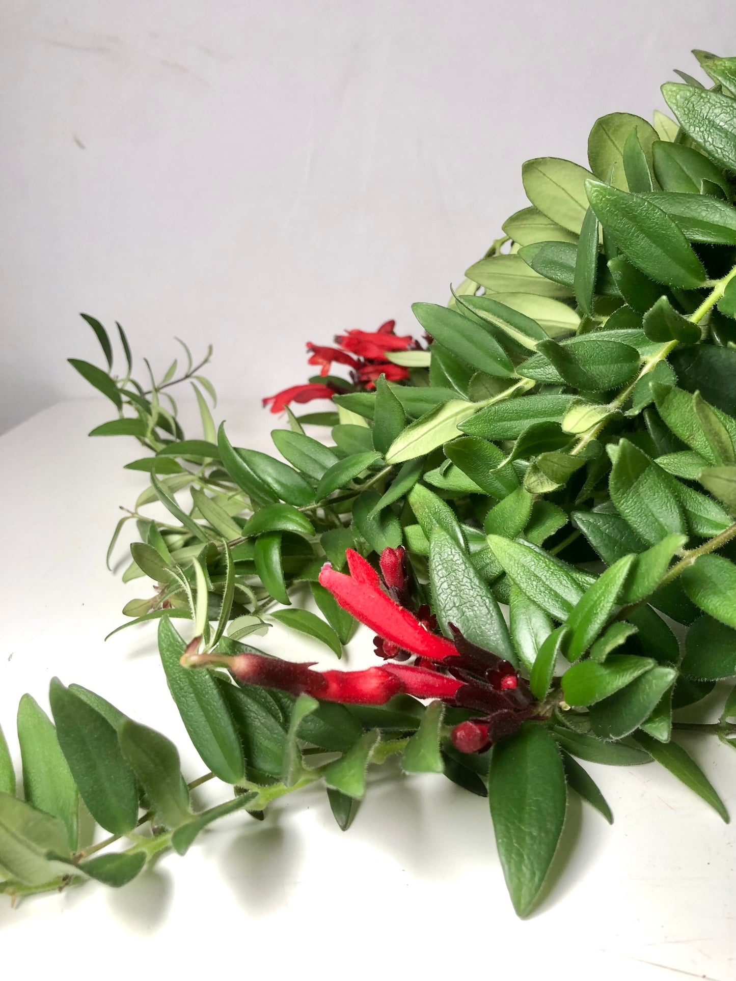 Aeschynanthus 'Caroline' - lipstick plant