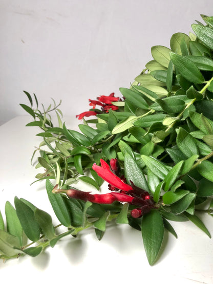 Aeschynanthus 'Caroline' - lipstick plant