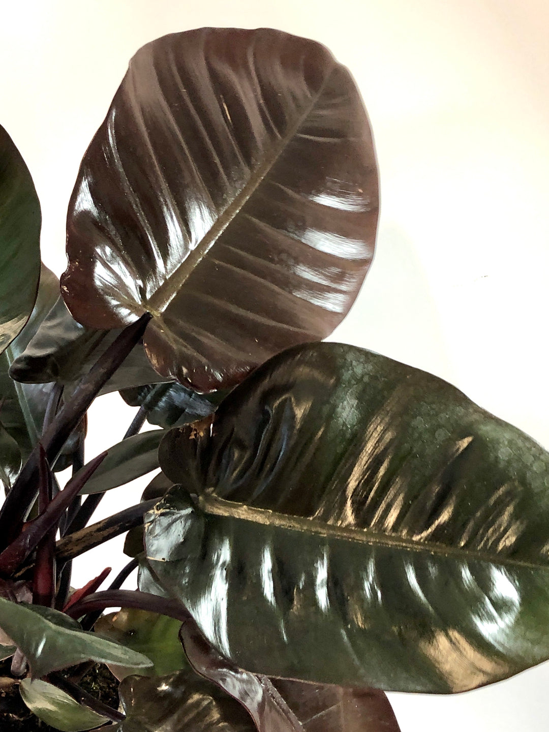 philodendron black cardinal variegated for sale Philodendron Black Cardinal – Plant Studio