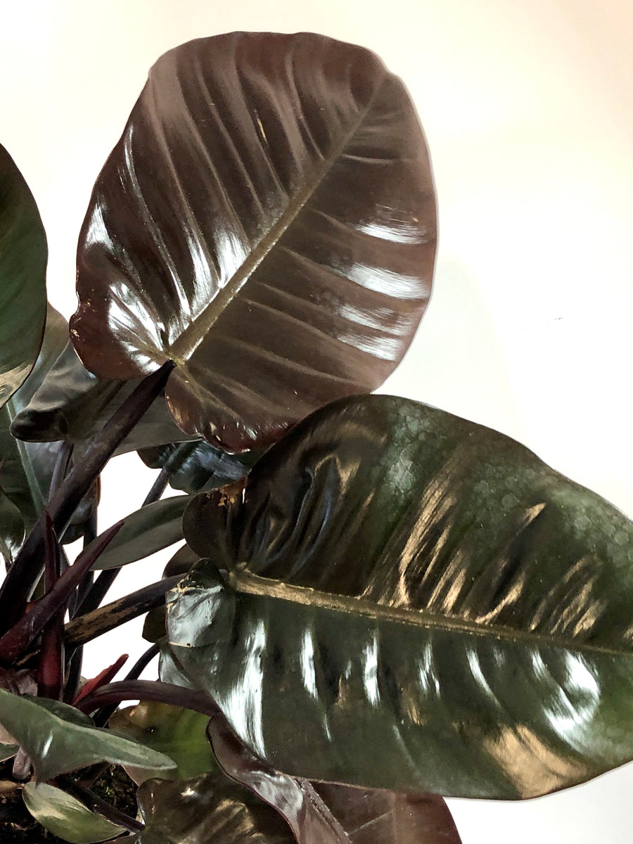black cardinal philodendron indoor care Philodendron Black Cardinal – Plant Studio