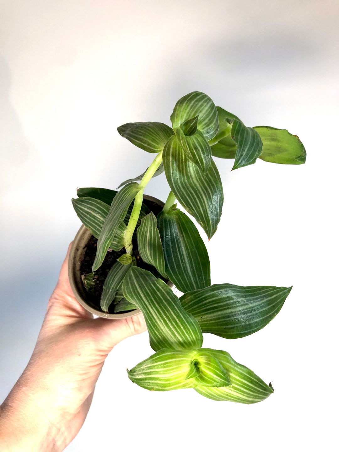 Callisia Elegans