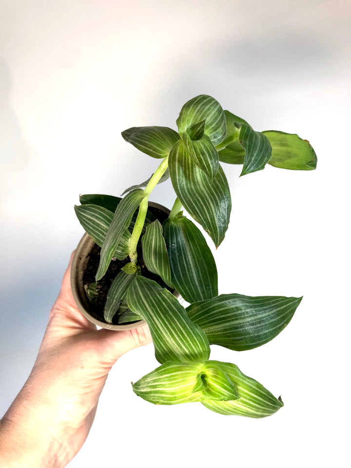 Callisia Elegans