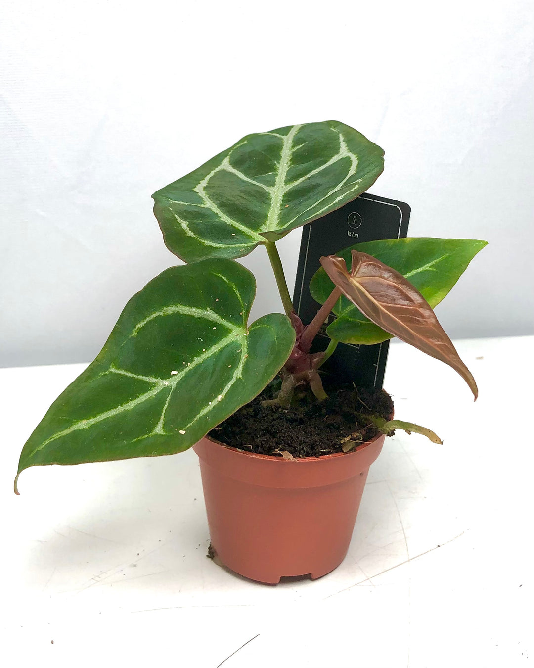 Anthurium Crystallium