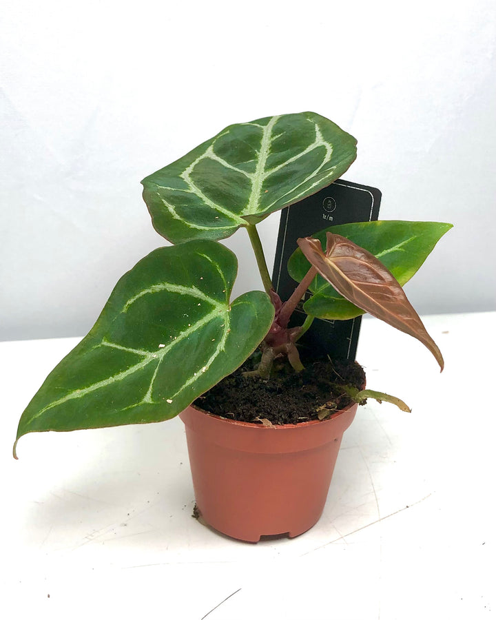 Anthurium Crystallium