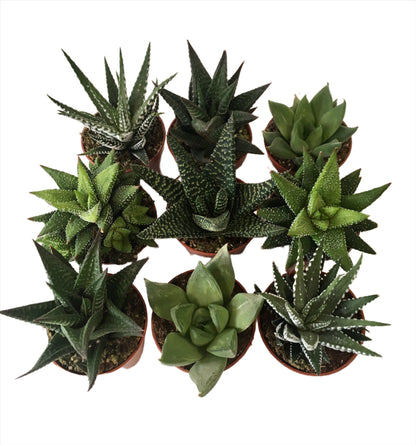 Haworthia mix