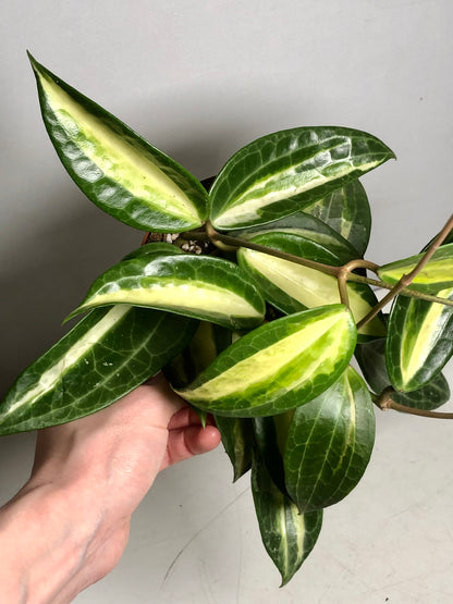 Hoya latifolia ‘Pot of Gold'