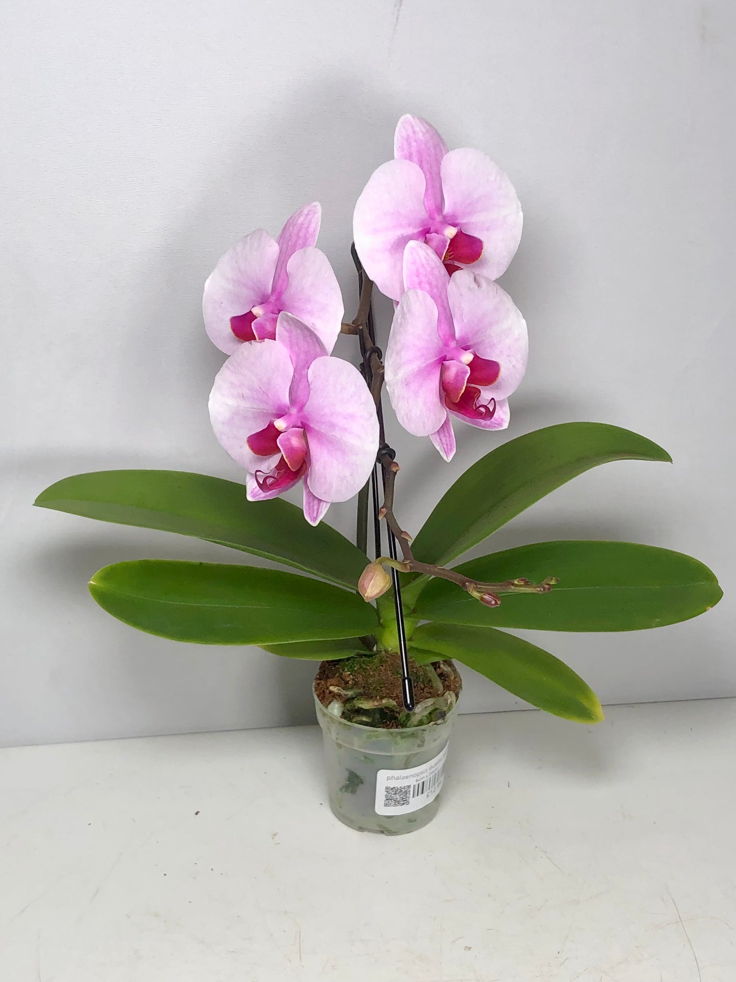 Phalaenopsis Duetto Swane mix - orchid mini