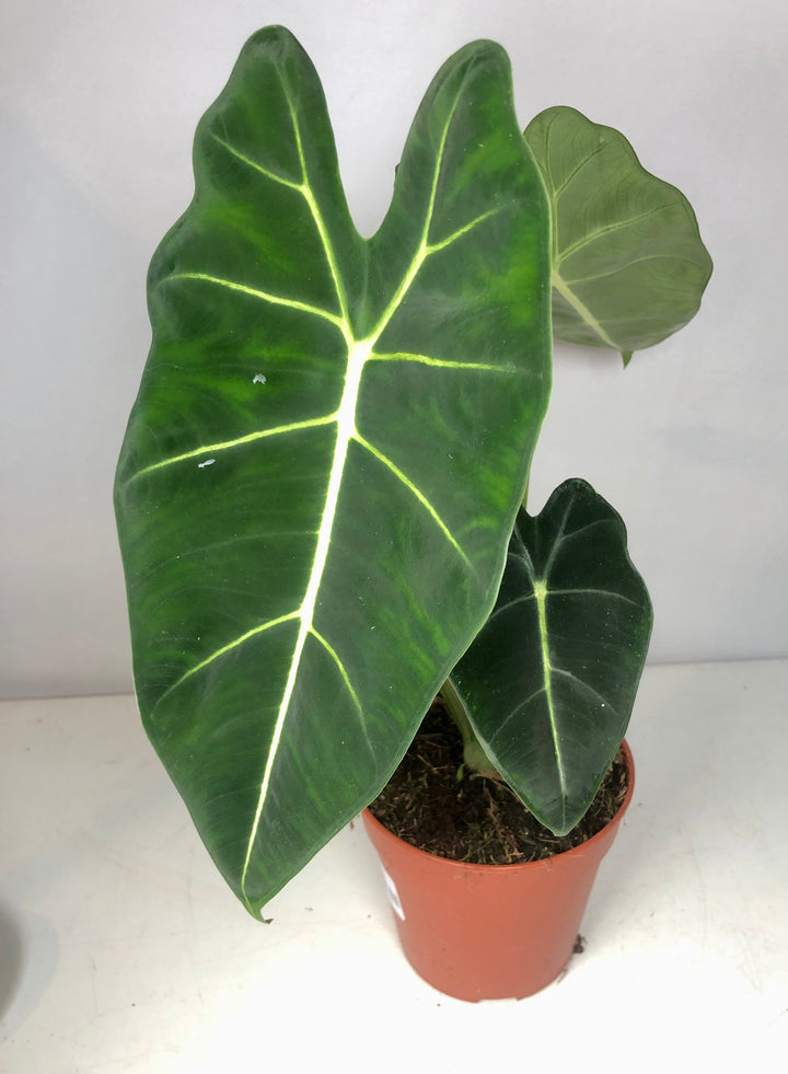 Alocasia Frydek