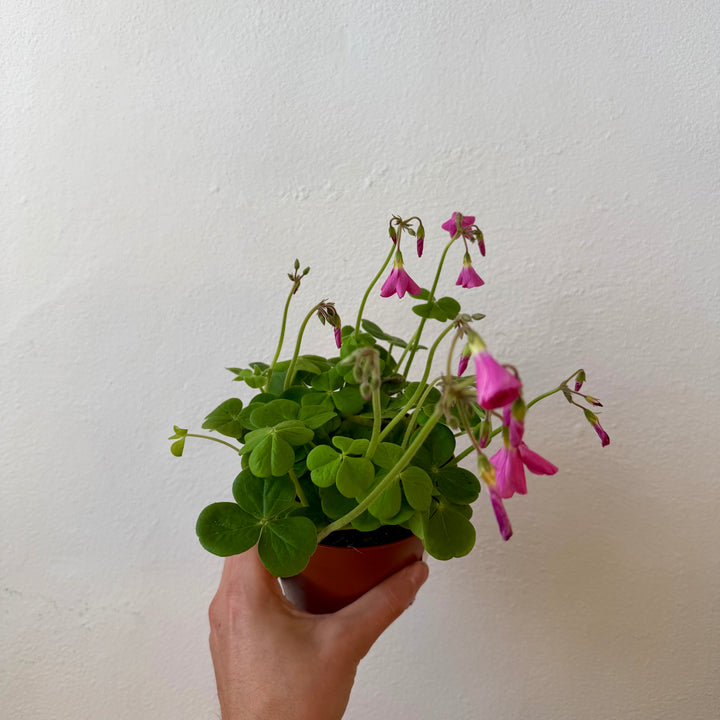 Oxalis triangularis ‘Bowiei Amarantha’