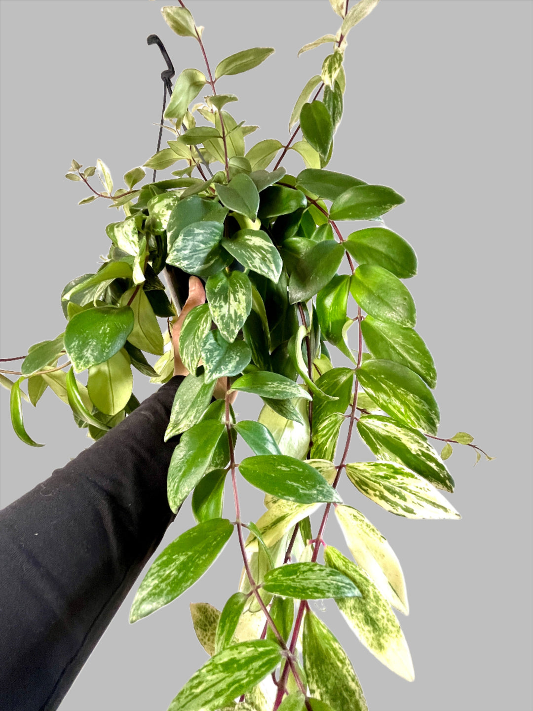 Aeschynanthus Lobbianus Variegatus -Varigated Lipstick plant