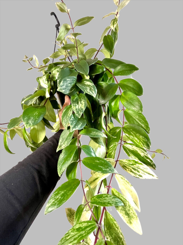 Aeschynanthus Lobbianus Variegatus -Varigated Lipstick plant