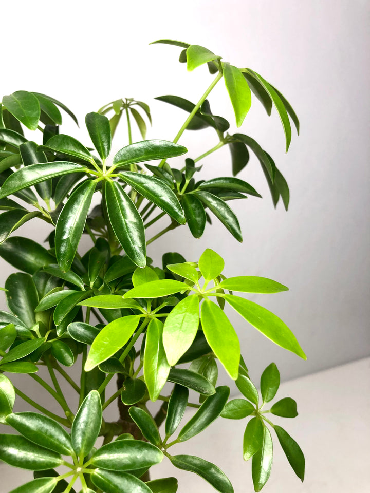 Schefflera - umbrella tree
