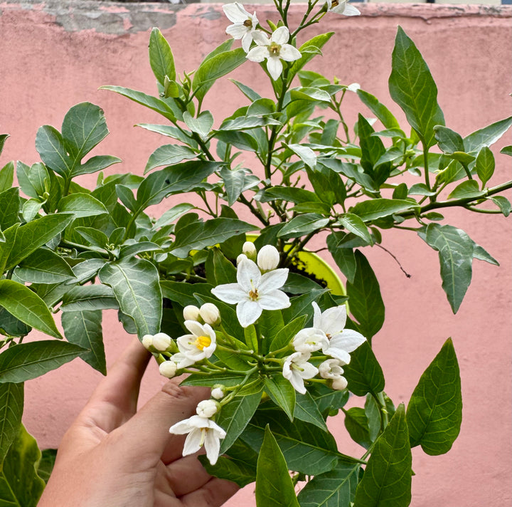 Solanum Jasminoides- potato vine - jasmine nightshade
