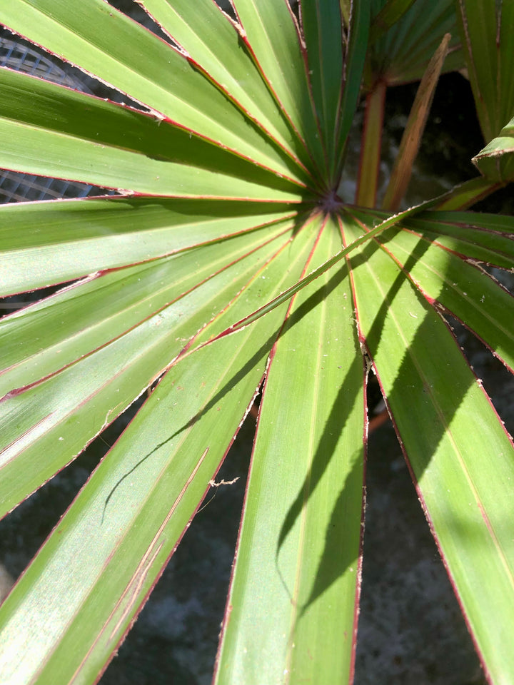 Latania Lontaroides - Red Latan Palm