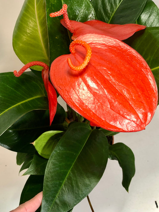 Anthurium scherzerianum 'Christine'