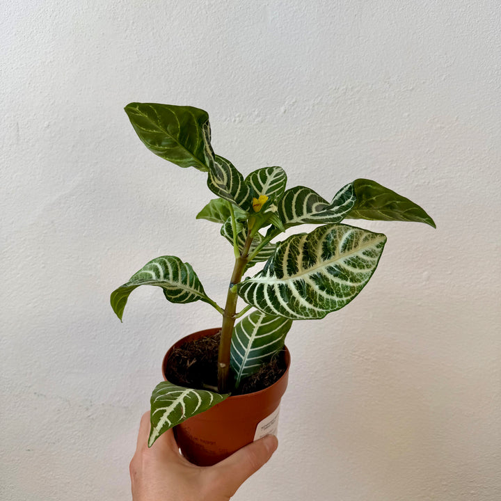 Aphelandra squarrosa ‘Dania’ — Zebra Plant