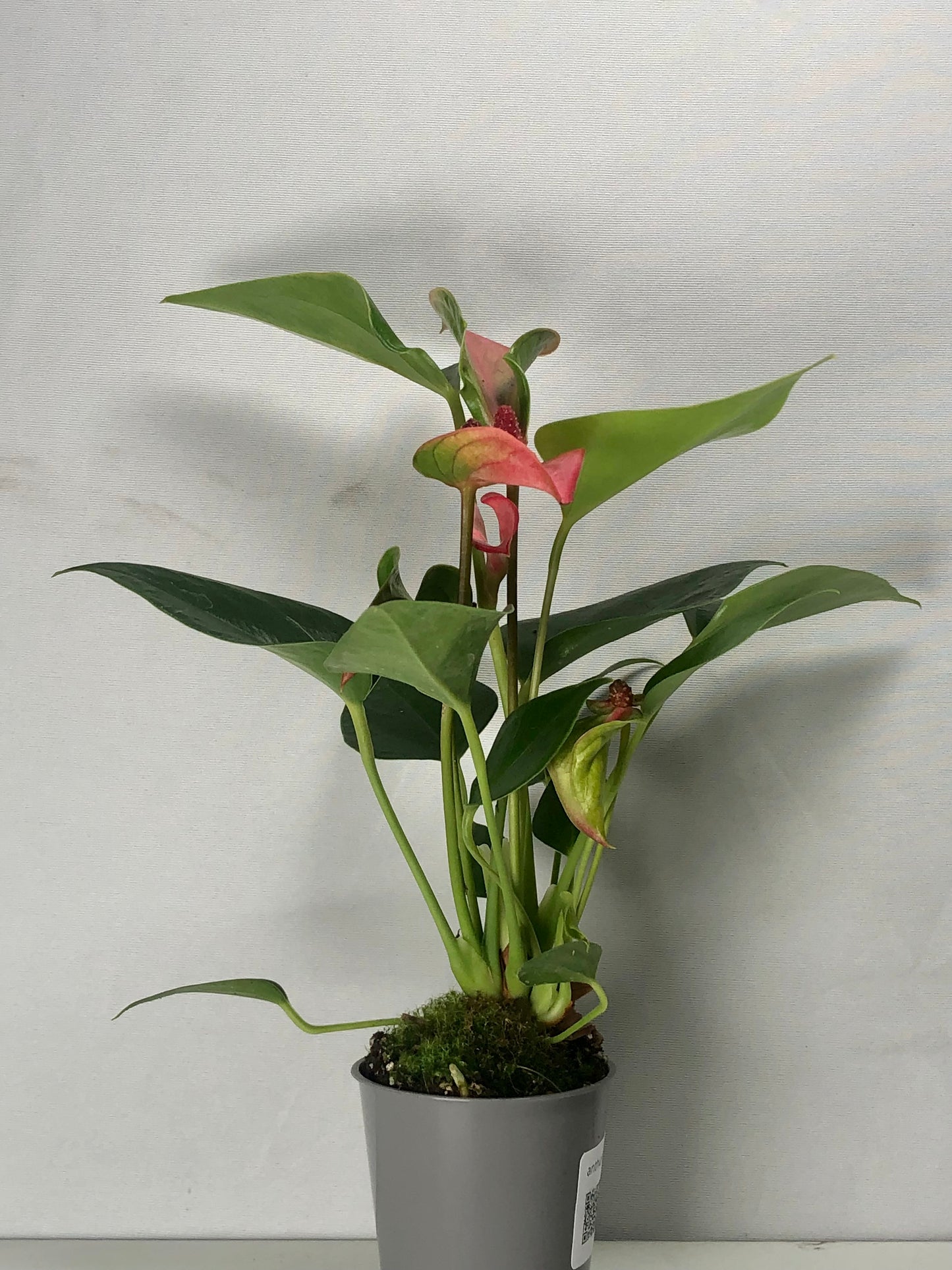 Anthurium Matata Roze mini