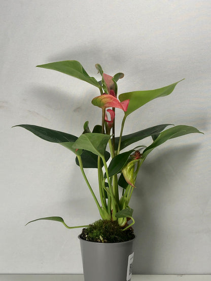 Anthurium Matata Roze mini