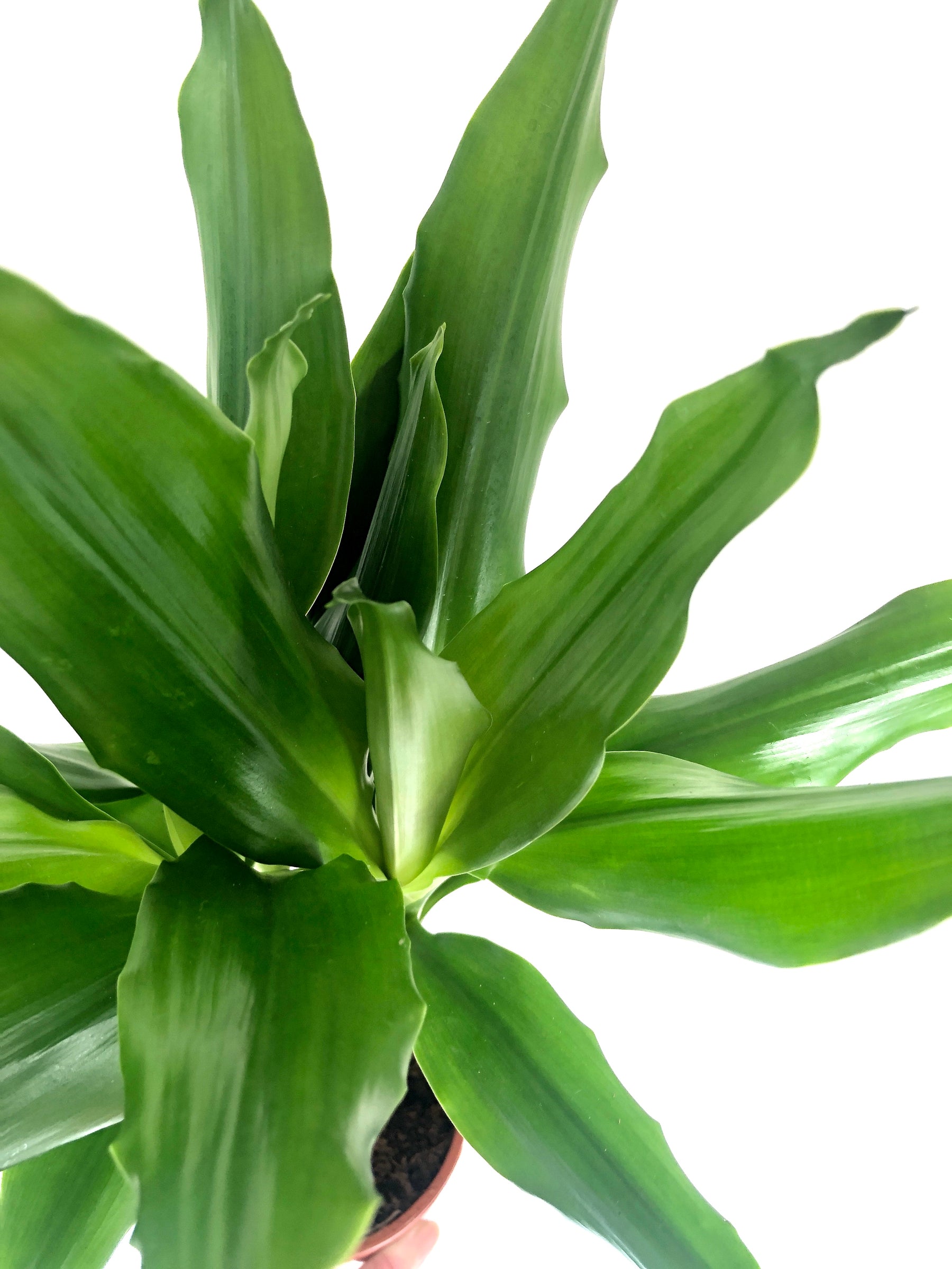 dracaena steudneri moonlight Dracaena Steudneri – Plant Studio