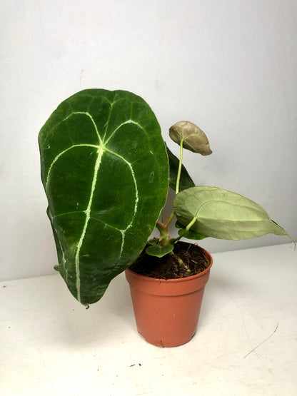 Anthurium Magnificum