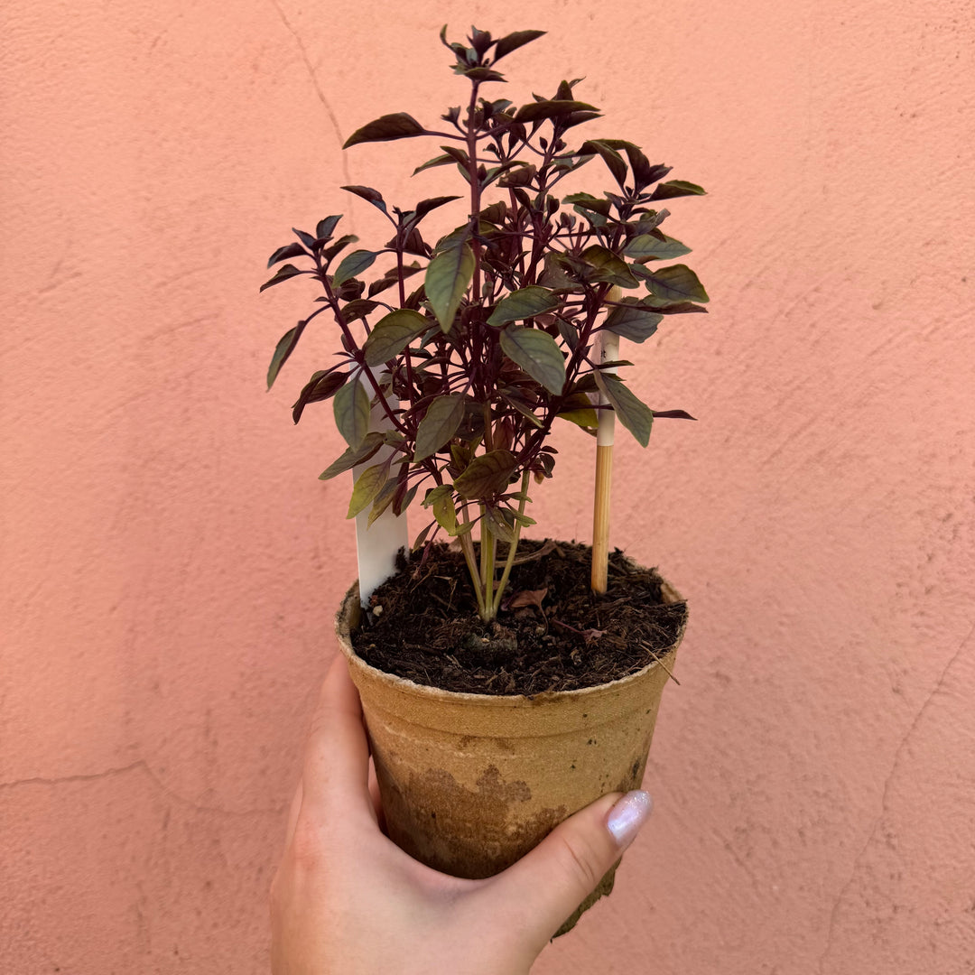 Ocimum basilicum (Sweet Basil)