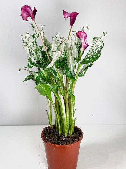 variegated zantedeschia - Frozen Queen