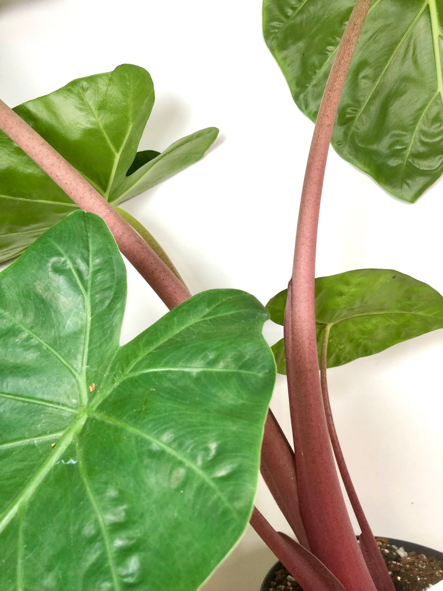 Alocasia imperial red