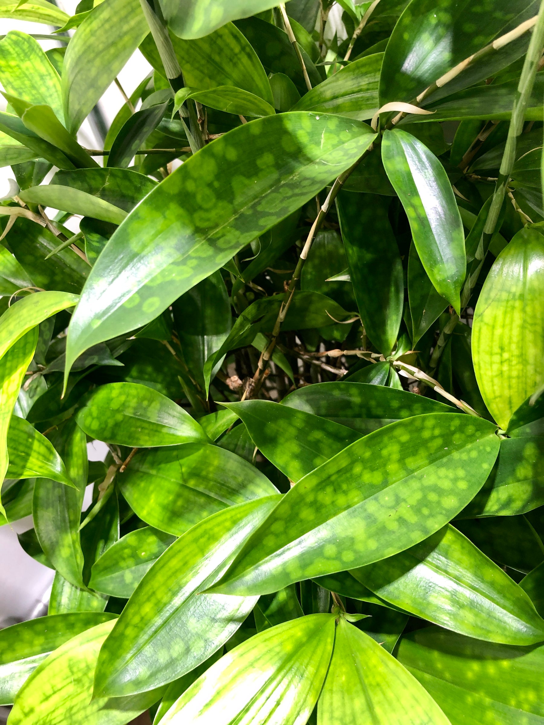 japanese bamboo florida beauty dracaena Dracaena Surculosa -Florida Beauty, gold dust, spotted Dracaena – Plant Studio