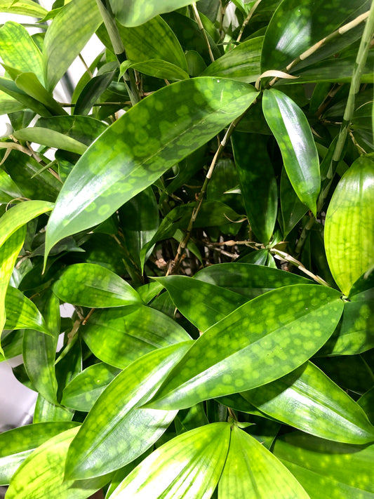 Dracaena Surculosa -Florida Beauty, gold dust, spotted Dracaena