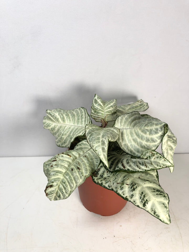 Aphelandra White Wash