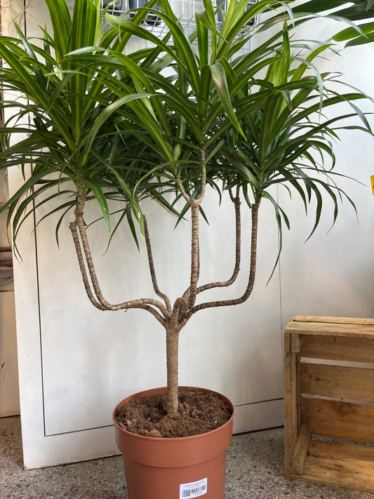 Dracaena reflexa 'Anita'