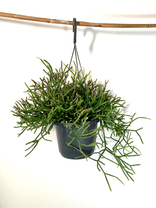 Rhipsalis (subsp. unkown) -Mistletoe cactus