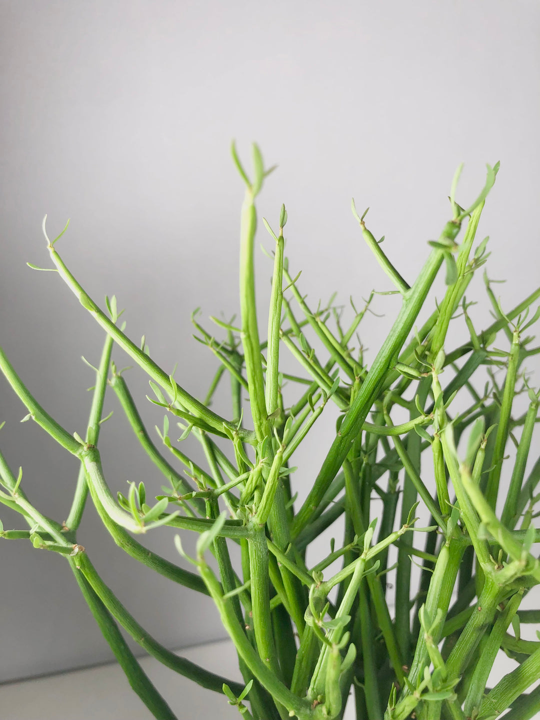 trailing pencil cactus Euphorbia Tirucalli