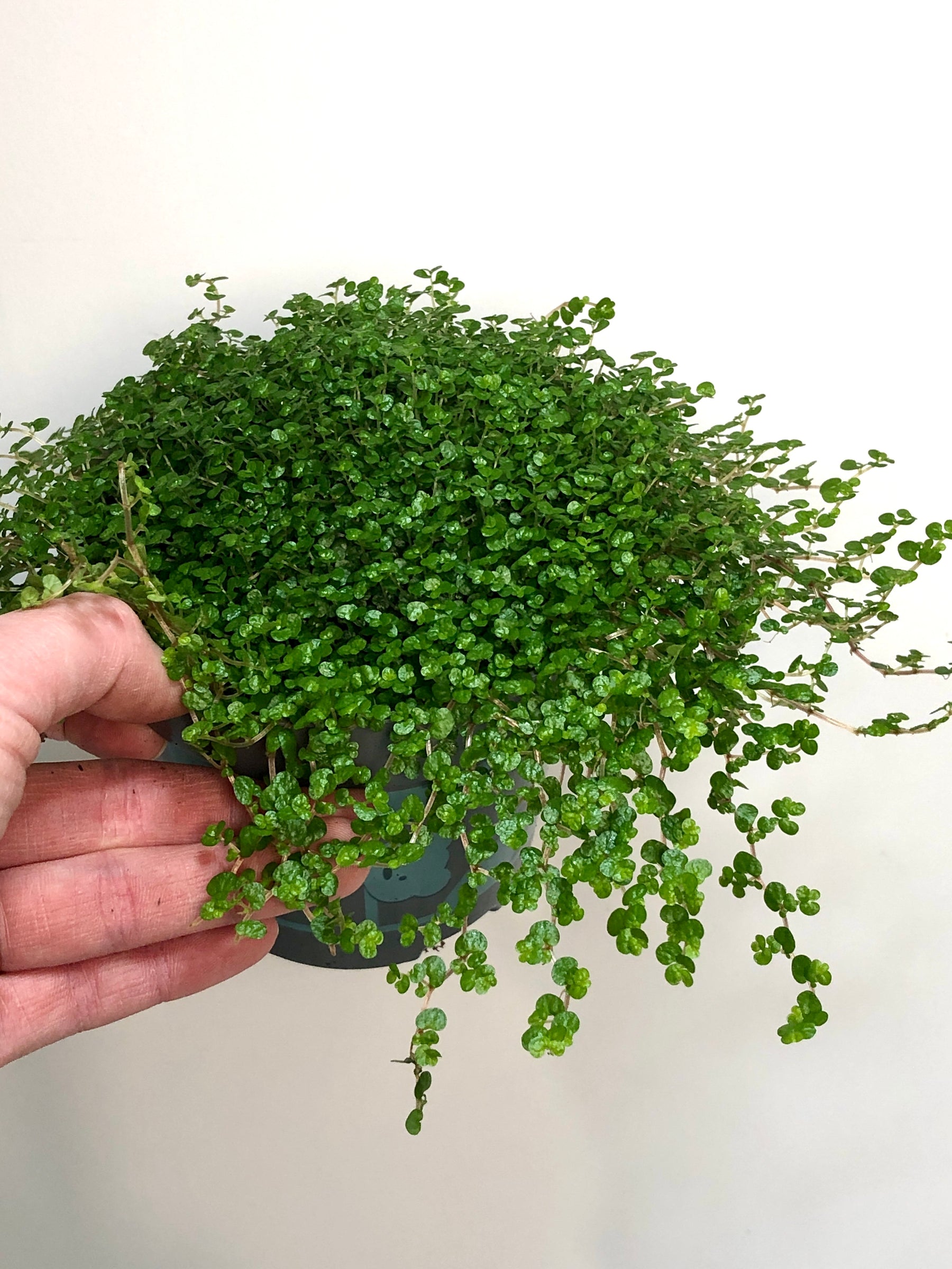 mind your own business plant indoor Soleirolia – Mind-Your-Own-Business Ground Cover or Houseplant – Plant Studio