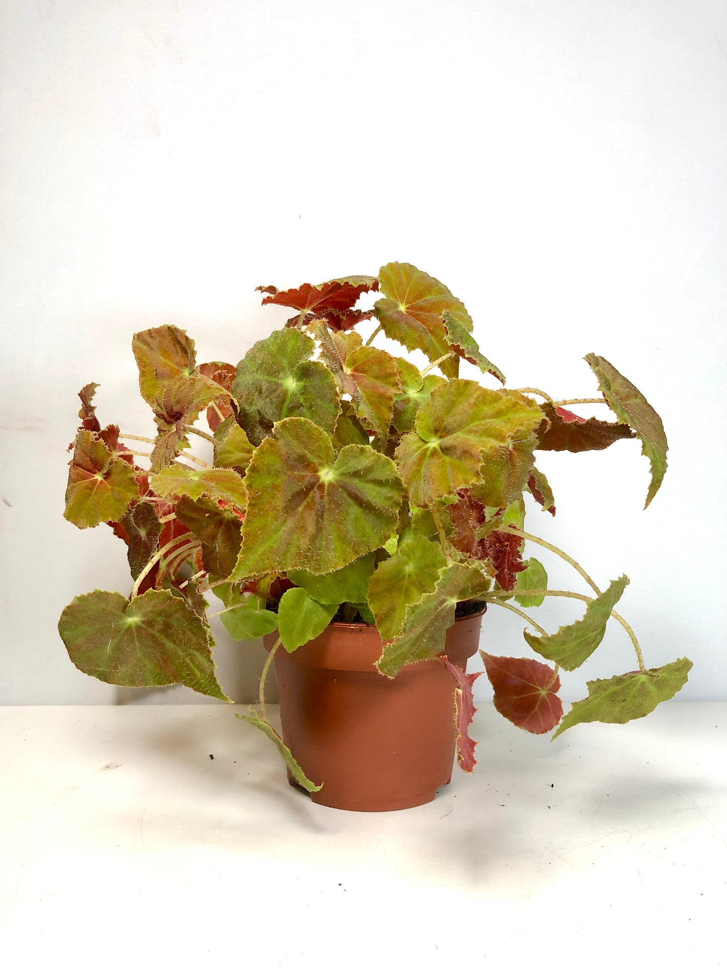 Begonia amber love