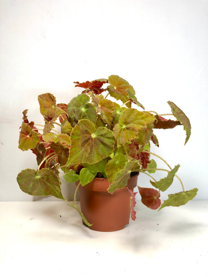 Begonia amber love