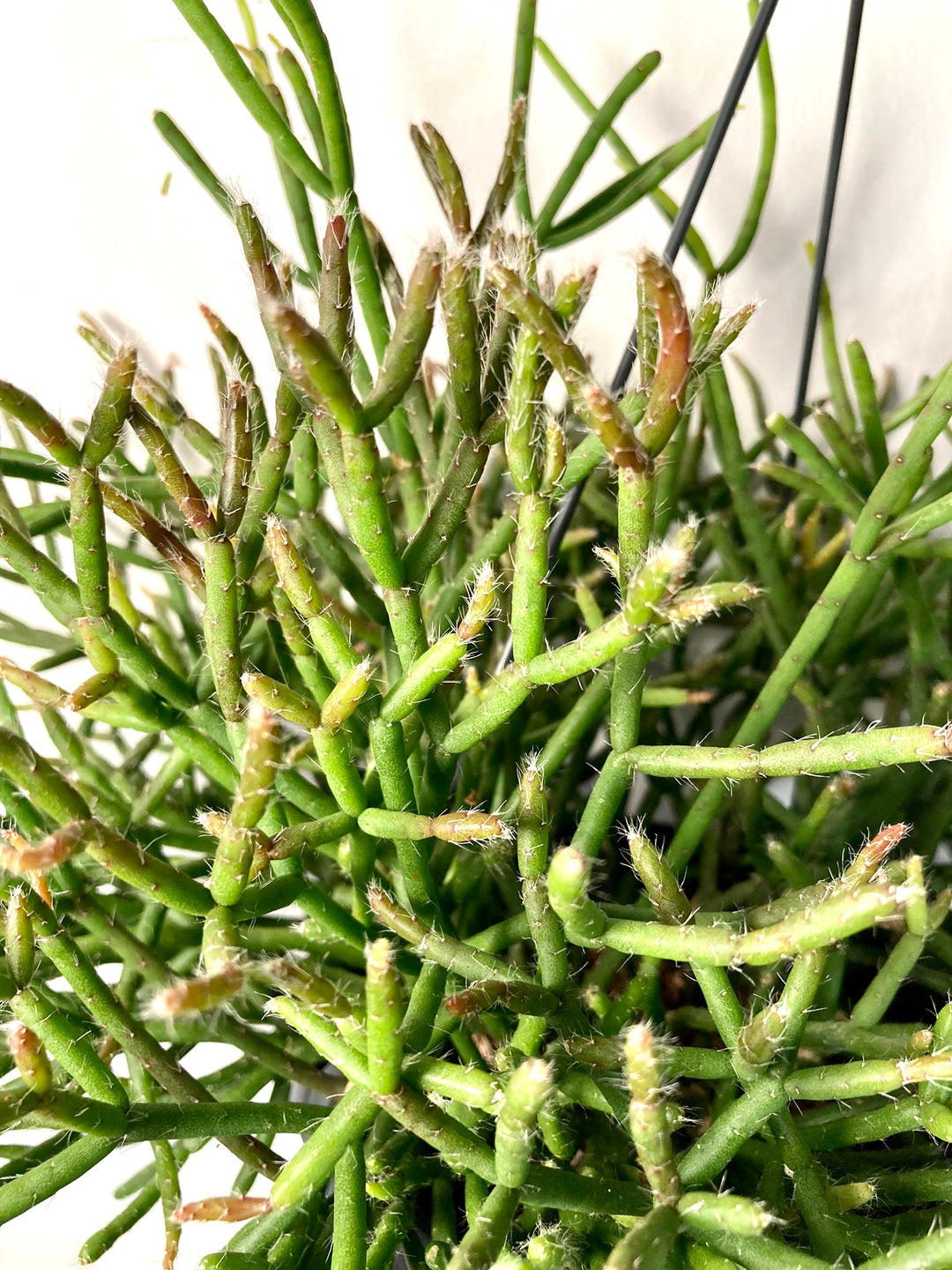 Rhipsalis (subsp. unkown) -Mistletoe cactus
