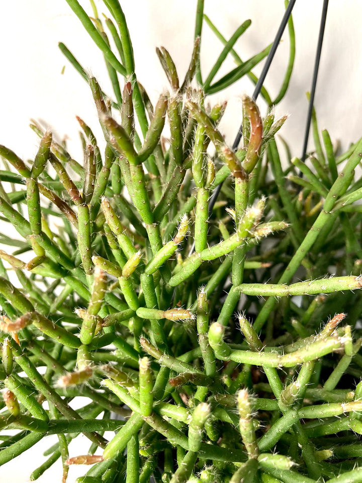 Rhipsalis (subsp. unkown) -Mistletoe cactus