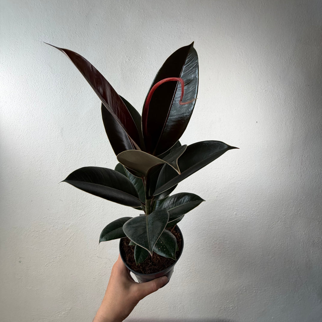 Ficus elastica lucky dip – Rubber Plant
