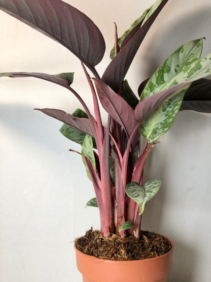 Apoballis acuminatissima 'Lavallaei'- Red Sword