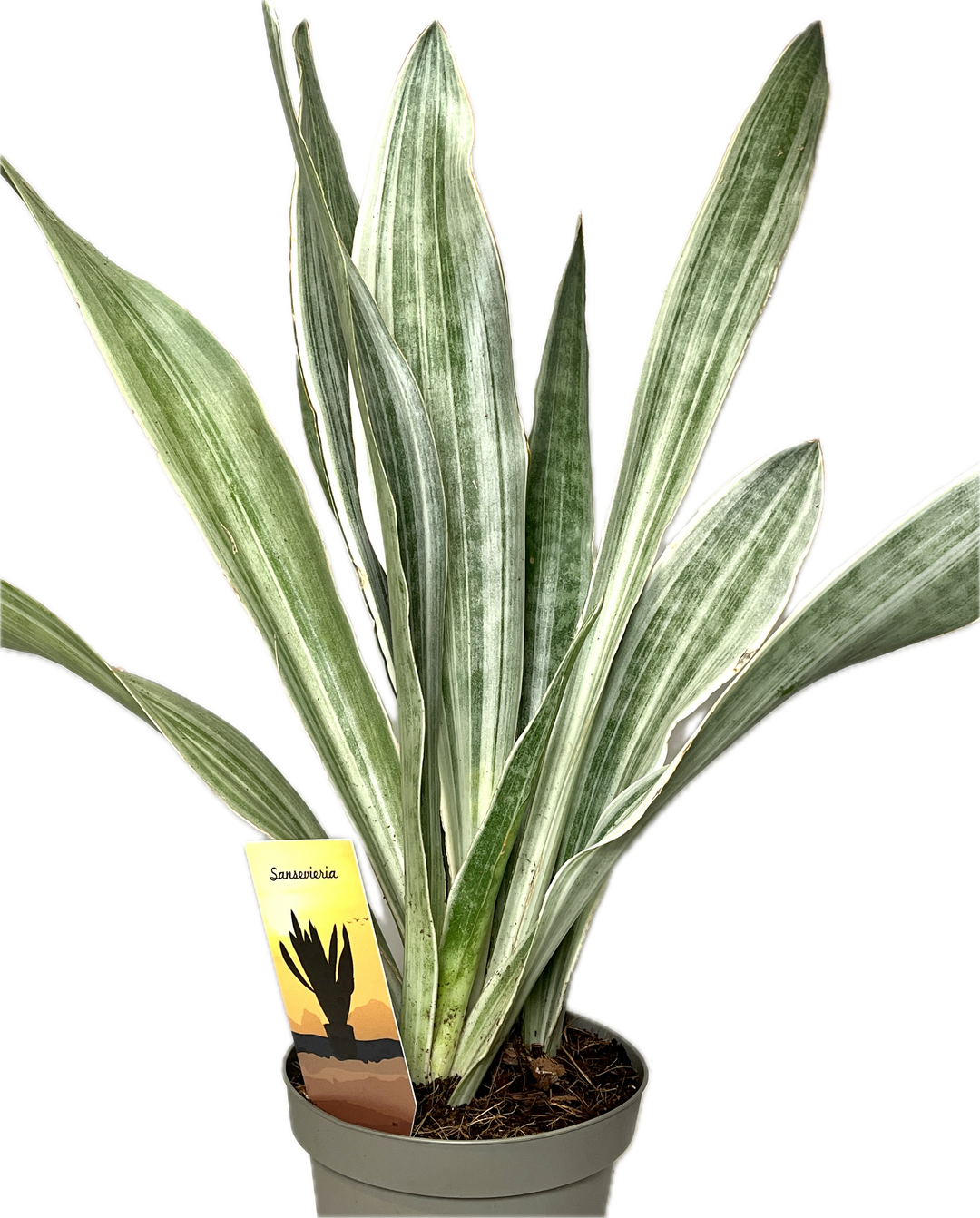 sansevieria metallica tenzan Sansevieria Aubrytniana Metallica – Plant Studio