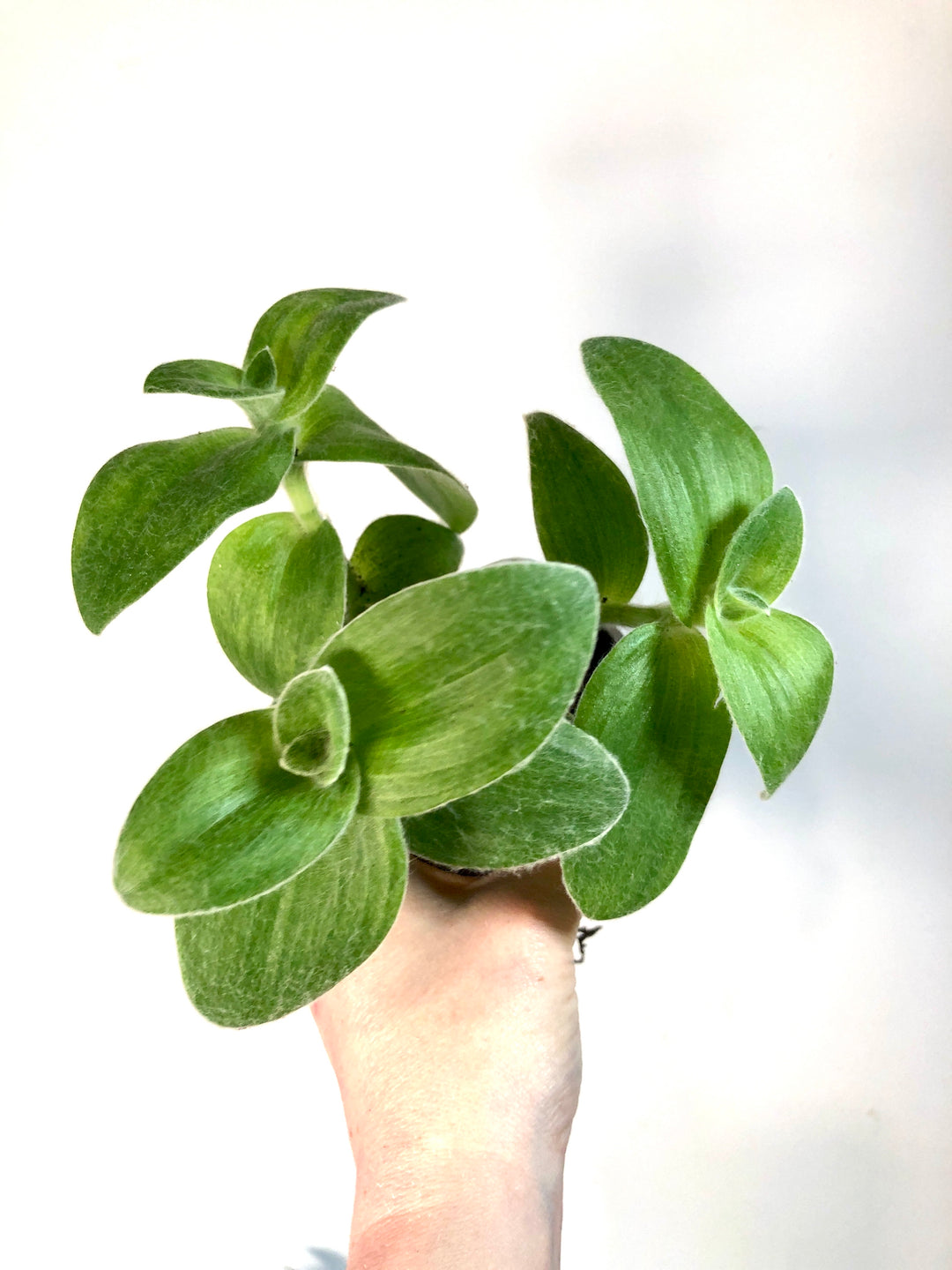 Tradescantia Sillamontana