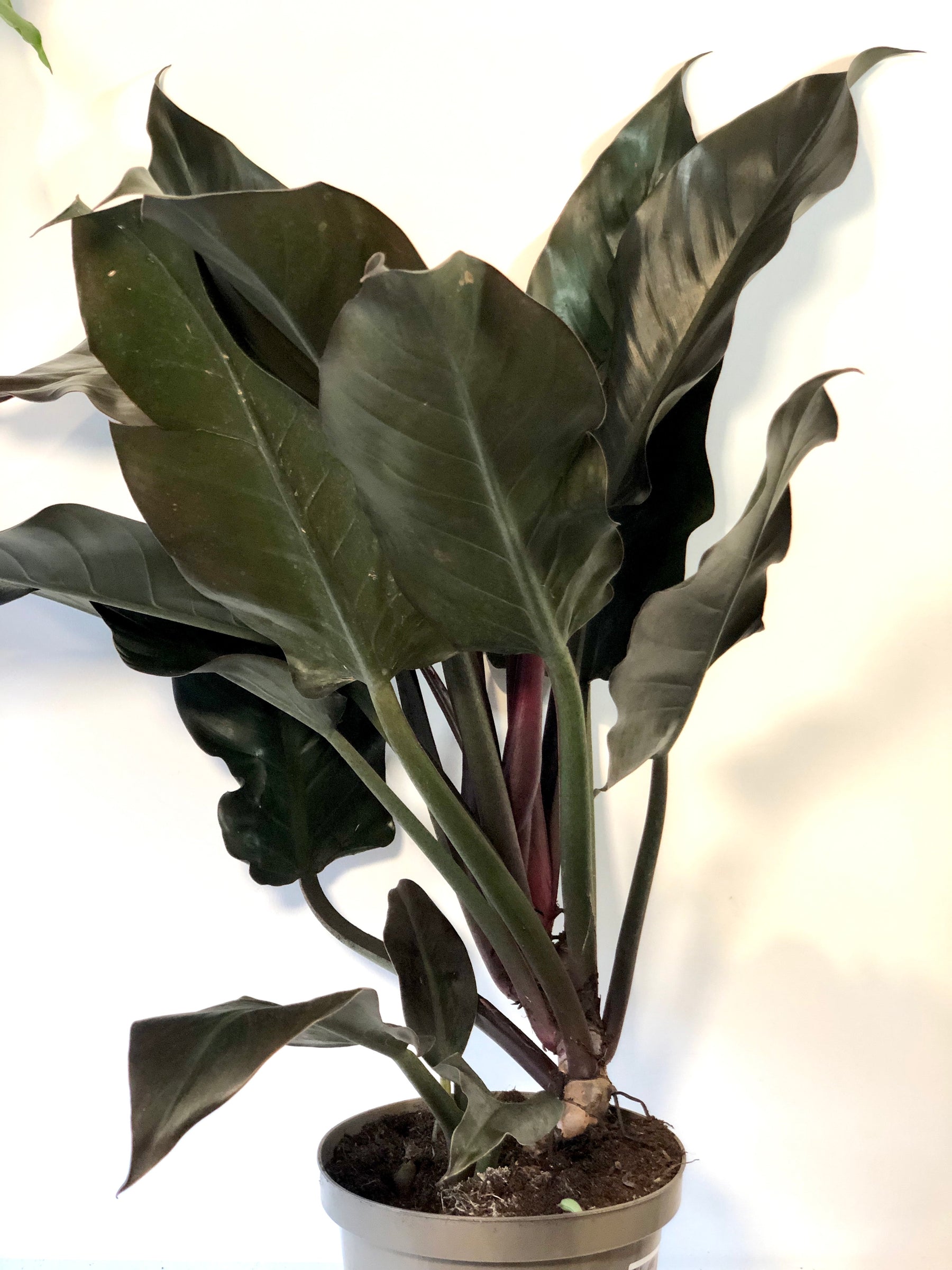 philodendron falling over Philodendron Autumn Falls – Plant Studio
