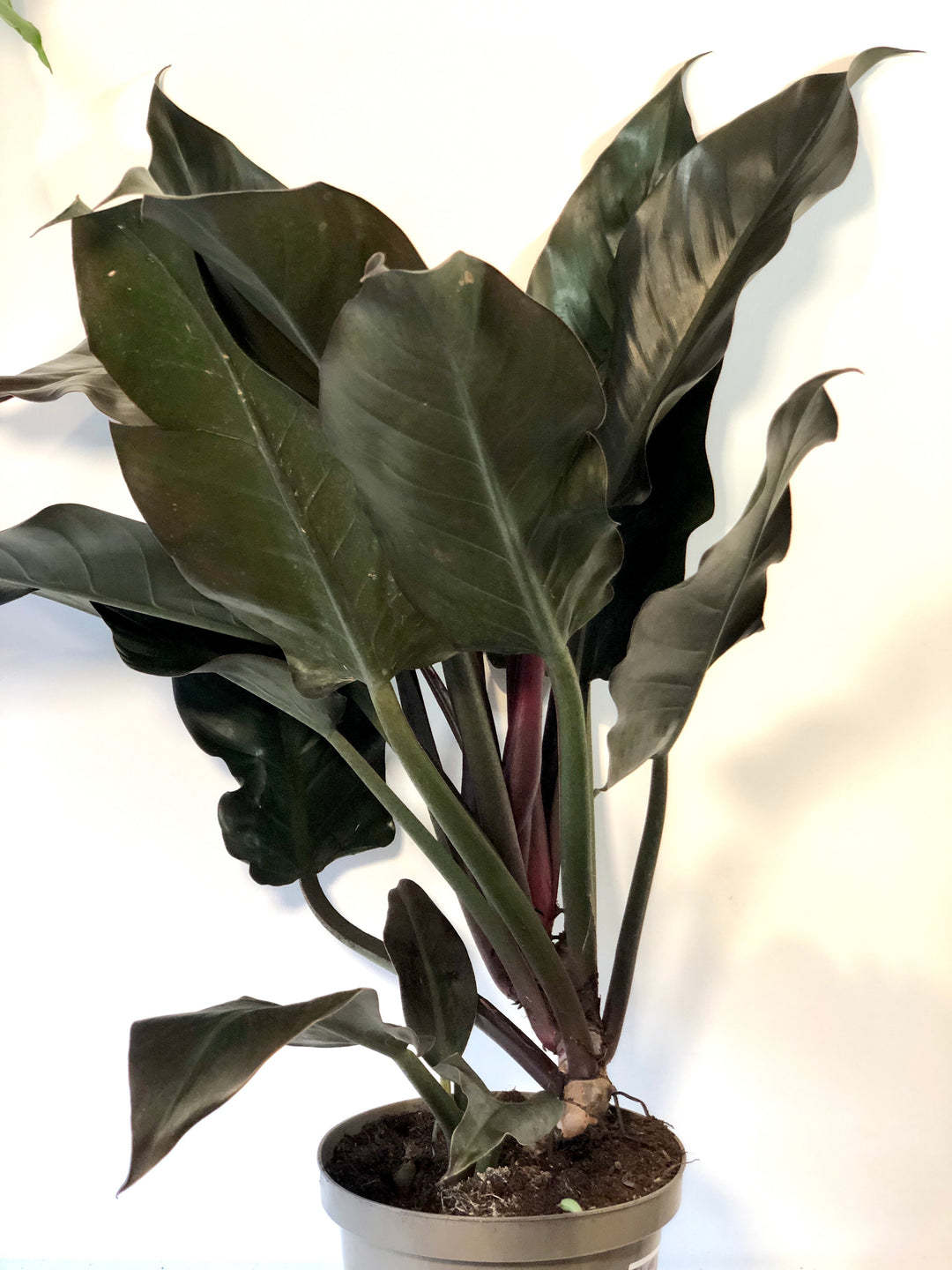 Philodendron Autumn Falls
