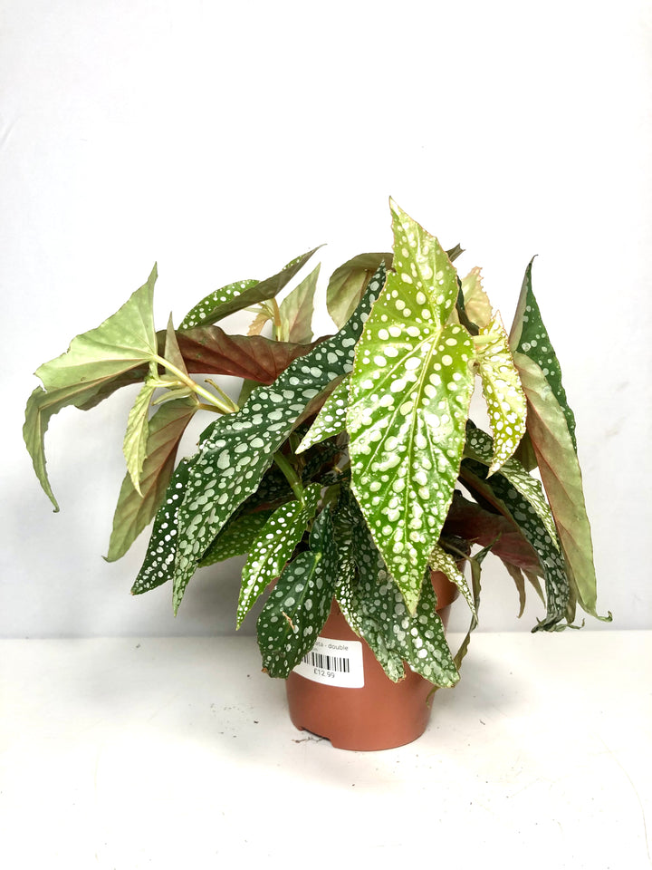Begonia Maculata - double dot