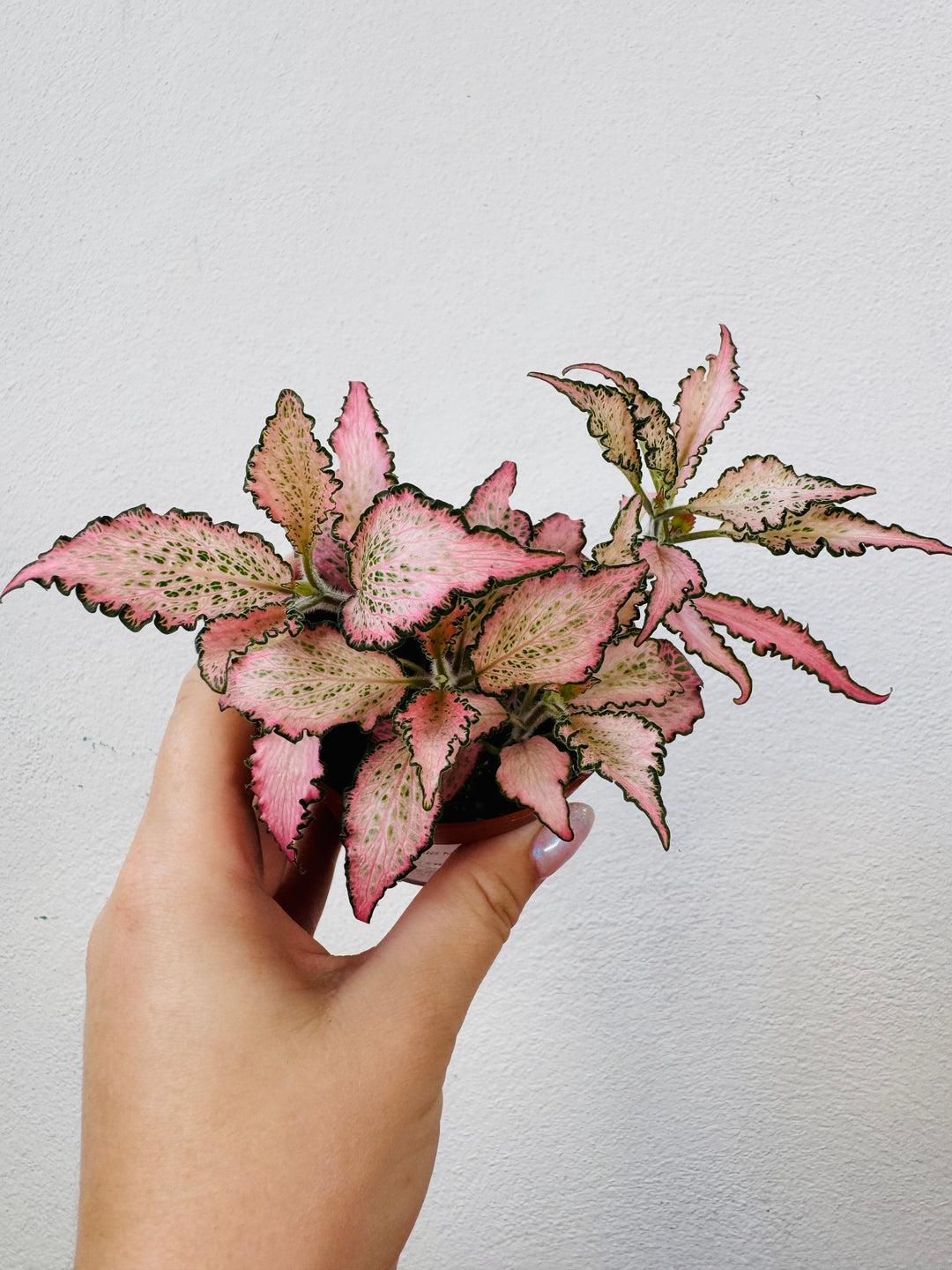 Fittonia Mix -Nerve Plant